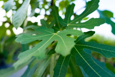 Ficus carica hochstamm 14/16