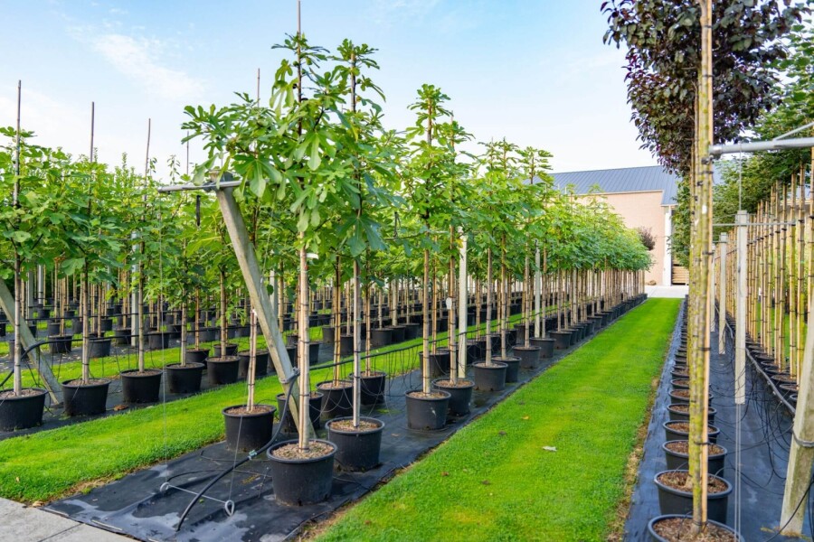 Ficus carica HO 14/16 P/K Ficus carica Hochstamm 14/16