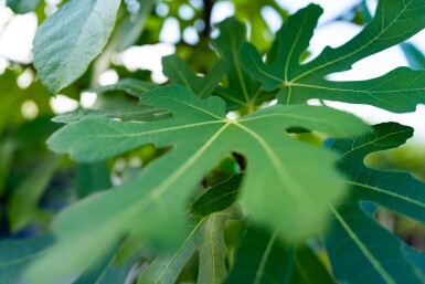 Ficus carica hochstamm 14/16