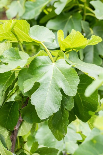 Ficus carica Mehrstämmig Ficus carica Mehrstämmig