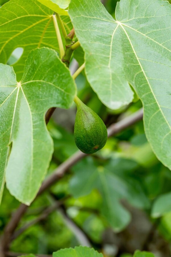 Ficus carica ME 200-250 P/K Ficus carica Mehrstämmig 200-250