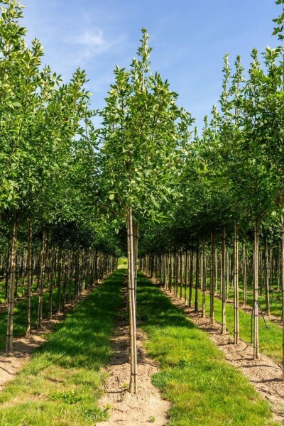 Fraxinus americana Fraxinus americana