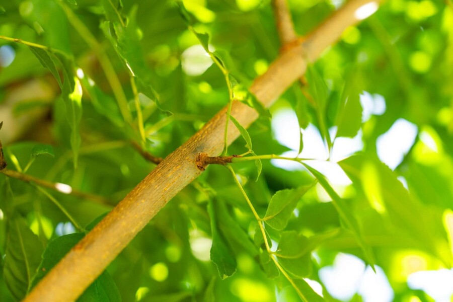 Fraxinus americana Fraxinus americana