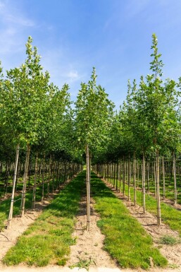 Fraxinus americana hochstamm 10/12