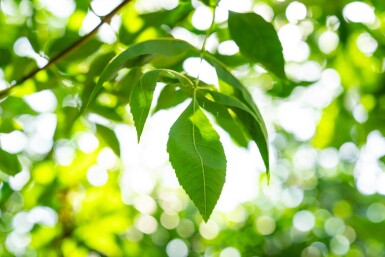 Fraxinus americana hochstamm 10/12