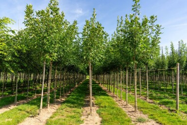 Fraxinus americana hochstamm 10/12