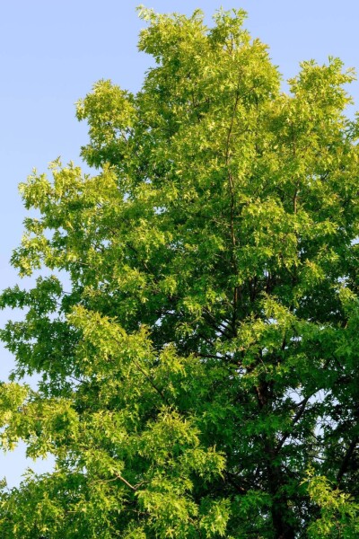 Fraxinus americana 'Skyline' hoogstam