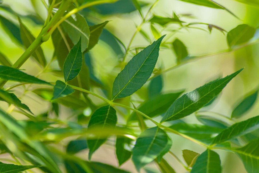 Fraxinus angustifolia 'Raywood' Fraxinus angustifolia 'Raywood'