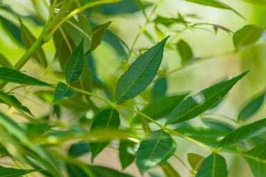 Fraxinus angustifolia 'Raywood'