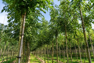 Fraxinus 'Raywood' HO 10/12 P/K Fraxinus angustifolia 'Raywood' Hochstamm 10/12