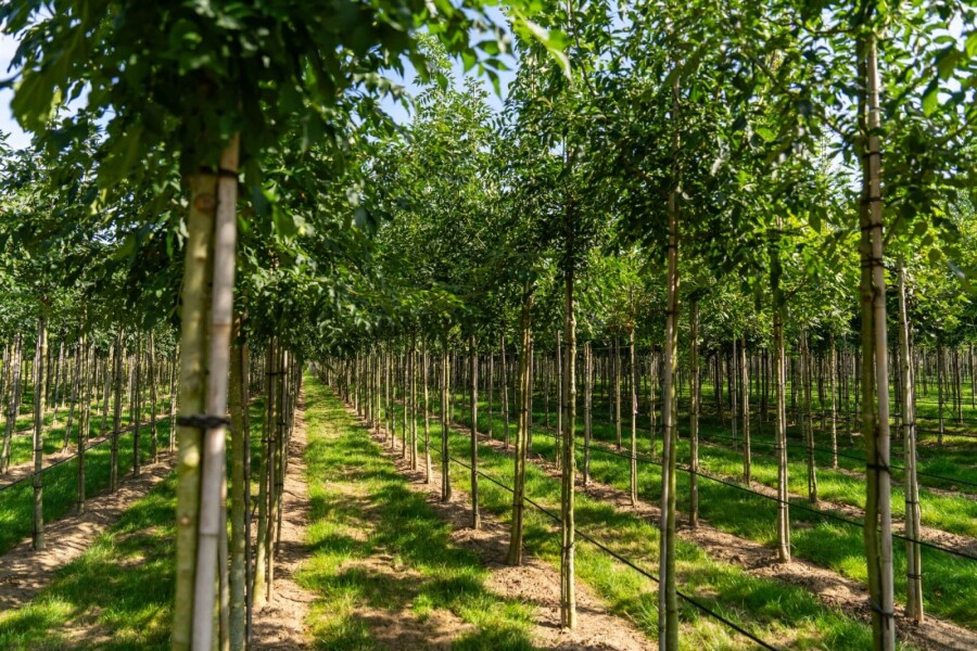 Fraxinus 'Raywood' HO 10/12 P/K Fraxinus angustifolia 'Raywood' Hochstamm 10/12