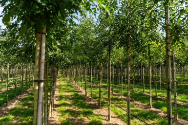 Fraxinus 'Raywood' HO 10/12 P/K Fraxinus angustifolia 'Raywood' Hochstamm 10/12