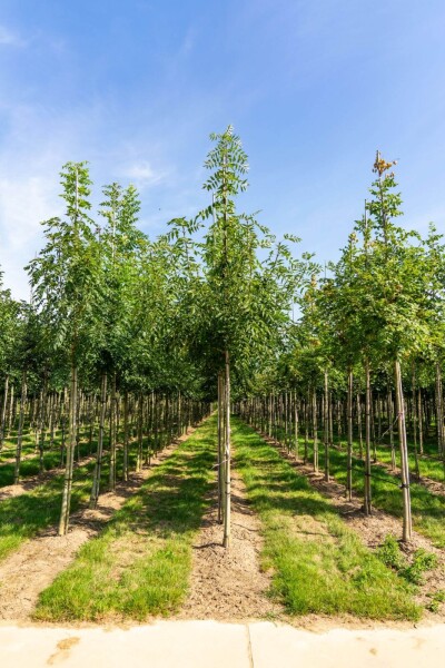 Fraxinus angustifolia 'Raywood' Hochstamm Fraxinus angustifolia 'Raywood' Hochstamm