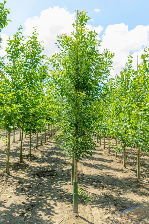 Fraxinus 'Raywood' HO 10/12 P/K Fraxinus angustifolia 'Raywood' Hochstamm 10/12