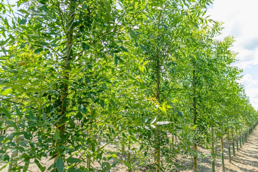 Fraxinus 'Raywood' HO 10/12 P/K Fraxinus angustifolia 'Raywood' Hochstamm 10/12