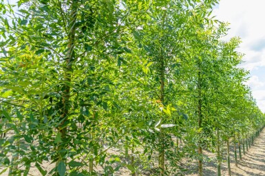 Fraxinus 'Raywood' HO 10/12 P/K Fraxinus angustifolia 'Raywood' Hochstamm 10/12