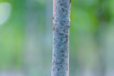 Fraxinus angustifolia 'Raywood' hochstamm 10/12