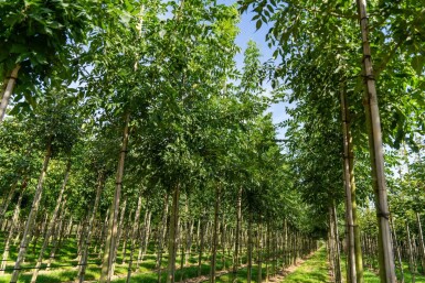 Fraxinus 'Raywood' HO 10/12 P/K Fraxinus angustifolia 'Raywood' Hochstamm 10/12