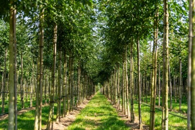 Fraxinus 'Raywood' HO 10/12 P/K Fraxinus angustifolia 'Raywood' Hochstamm 10/12