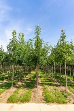 Fraxinus 'Raywood' HO 10/12 P/K Fraxinus angustifolia 'Raywood' Hochstamm 10/12