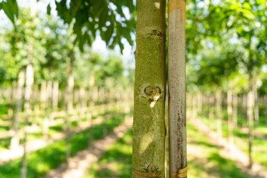 Fraxinus angustifolia 'Raywood' hochstamm 10/12