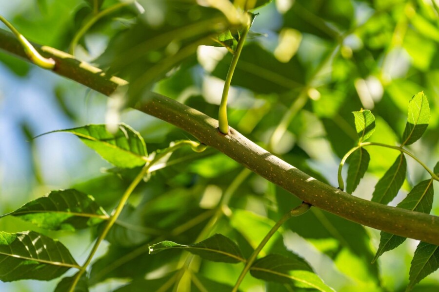 Fraxinus 'Raywood' HO 10/12 P/K Fraxinus angustifolia 'Raywood' Hochstamm 10/12