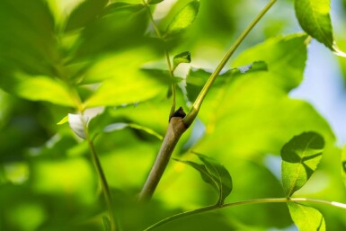 Fraxinus angustifolia 'Raywood' hochstamm 10/12