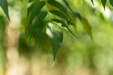 Fraxinus 'Raywood' HO 10/12 P/K Fraxinus angustifolia 'Raywood' Hochstamm 10/12