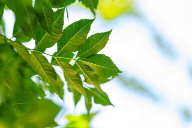 Fraxinus angustifolia 'Raywood' hochstamm 10/12