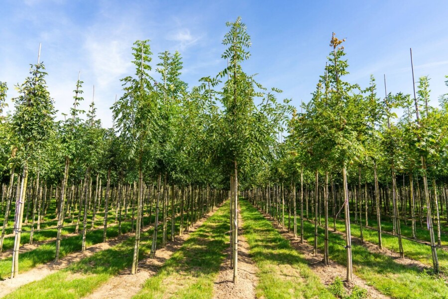 Fraxinus 'Raywood' HO 10/12 P/K Fraxinus angustifolia 'Raywood' Hochstamm 10/12