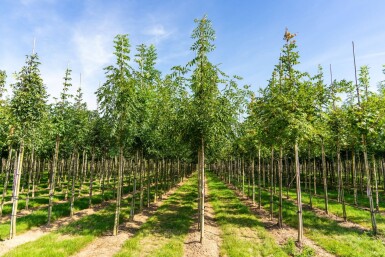 Fraxinus 'Raywood' HO 10/12 P/K Fraxinus angustifolia 'Raywood' Hochstamm 10/12