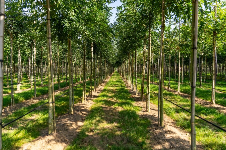 Fraxinus 'Raywood' HO 10/12 P/K Fraxinus angustifolia 'Raywood' Hochstamm 10/12