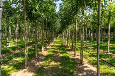 Fraxinus 'Raywood' HO 10/12 P/K Fraxinus angustifolia 'Raywood' Hochstamm 10/12