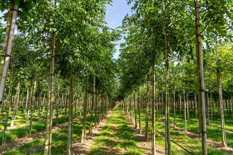 Fraxinus 'Raywood' HO 10/12 P/K Fraxinus angustifolia 'Raywood' Hochstamm 10/12