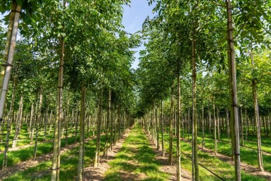 Fraxinus 'Raywood' HO 10/12 P/K Fraxinus angustifolia 'Raywood' Hochstamm 10/12