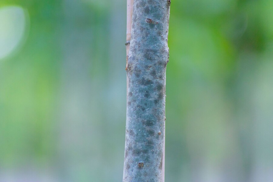 Fraxinus 'Raywood' ME 250-300 P/K Fraxinus angustifolia 'Raywood' Mehrstämmig 250-300