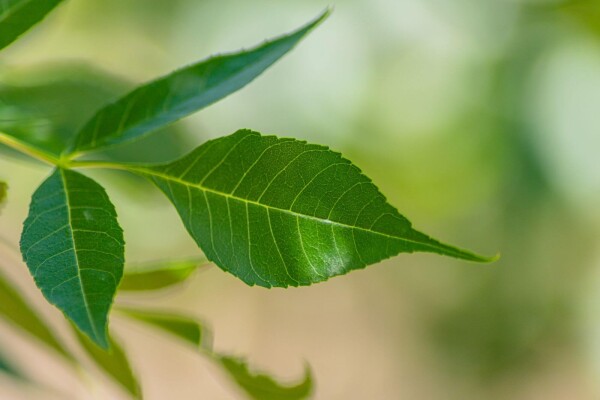 Fraxinus angustifolia 'Raywood' meerstammig