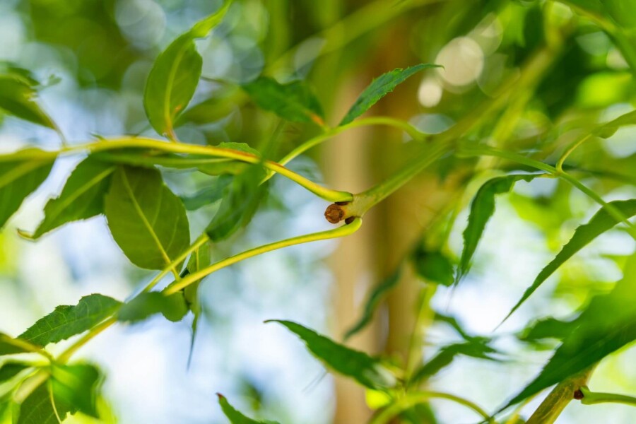 Fraxinus excelsior Fraxinus excelsior