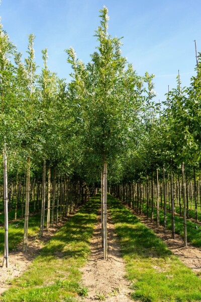 Fraxinus excelsior hochstamm