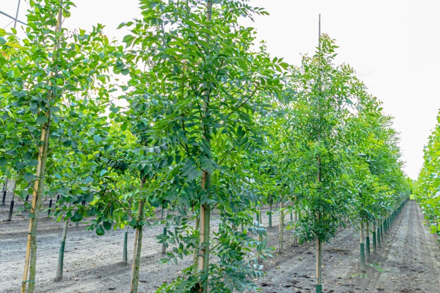 Fraxinus excelsior HO 10/12 P/K Fraxinus excelsior Hochstamm 10/12