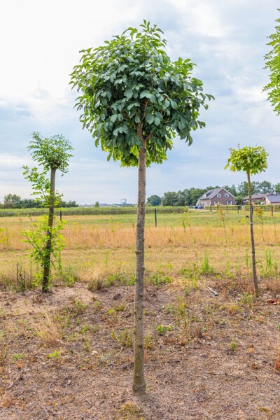 Fraxinus excelsior 'Nana'