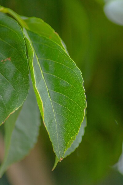 Fraxinus excelsior 'Nana' kugelförmig