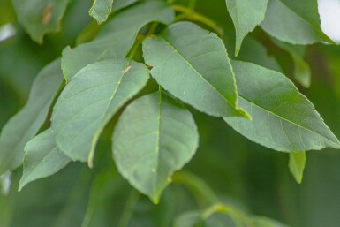 Fraxinus excelsior 'Nana' kugelförmig 10/12 225cm Stamm