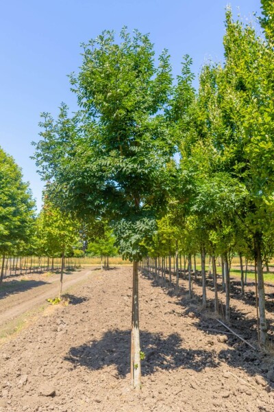 Fraxinus ornus Fraxinus ornus
