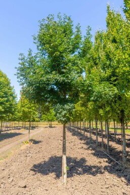 Fraxinus ornus