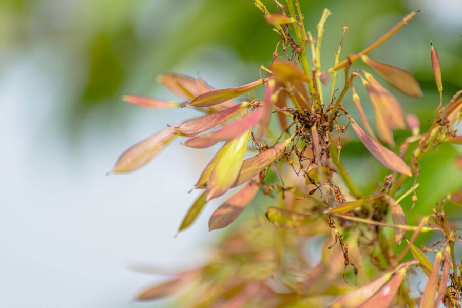 Fraxinus ornus Fraxinus ornus