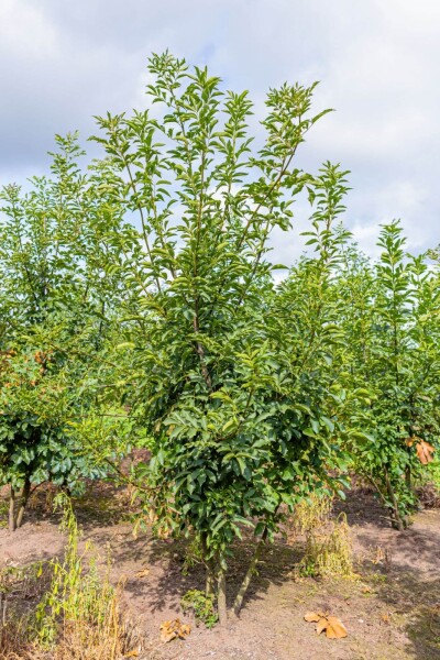 Fraxinus ornus meerstammig