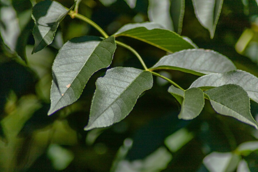 Fraxinus ornus ME 400-450 P/K Fraxinus ornus Mehrstämmig 400-450