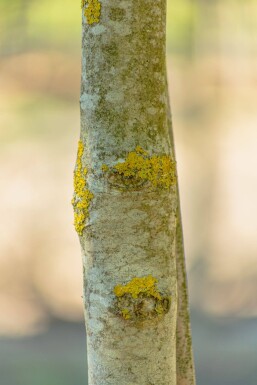 Fraxinus ornus mehrstämmig 400-450