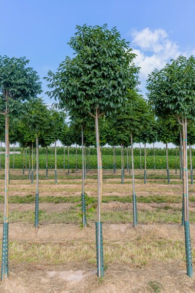 Fraxinus ornus 'Mecsek' Fraxinus ornus 'Mecsek'